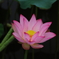 2019年蓮花2