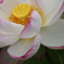 2019年蓮花3