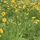 宮ヶ瀬に咲いてるお花