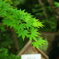青く燃ゆる夏。。。