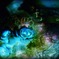Blue rose de l'amour