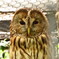 フクロウドーーーーン