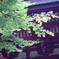 日吉大社　'2008.07
