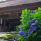阿弥陀寺（紫陽花寺）②