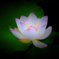 ハスの花