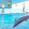 Dolphin　Show