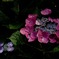 暦山の花模様…１