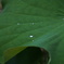蓮の葉と水滴