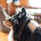 愛犬