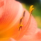 flower 2