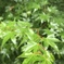 よく降る雨