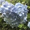 やっと見つけたハートの紫陽花