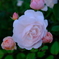薔薇　浜寺公園