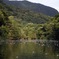 川面に浮かぶサガリバナ