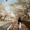 散り際桜道