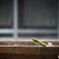 Raindrop