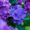 紫陽花