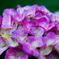 ピンクの紫陽花