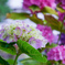 白っぽい紫陽花