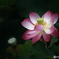 ハスの花　②　190714