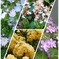 庭の花