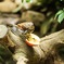 吉祥寺動物園