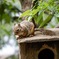 吉祥寺動物園