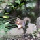 吉祥寺動物園