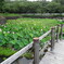 潮見坂公園蓮池2019