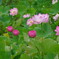 DSC00331