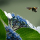 hydrangea&bee