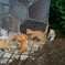 やんちゃ仔猫1