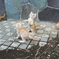 やんちゃ仔猫２