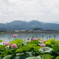 平池のベトナム蓮