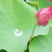 蕾
