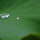 雫
