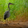 墜ちた幼鳥