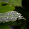 Raindrop♪