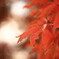 colored leaves
