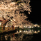 夜の桜