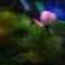 蓮根の花
