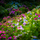 hydrangea 2019 part2