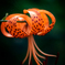 a tiger lily #2