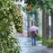 カシワバアジサイと雨