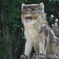 狛犬ー一宮神社