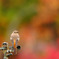 華と鳥。。。