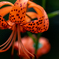a tiger lily #3