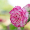  薔薇