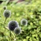 ヒゴタイの花