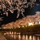 川辺の夜桜